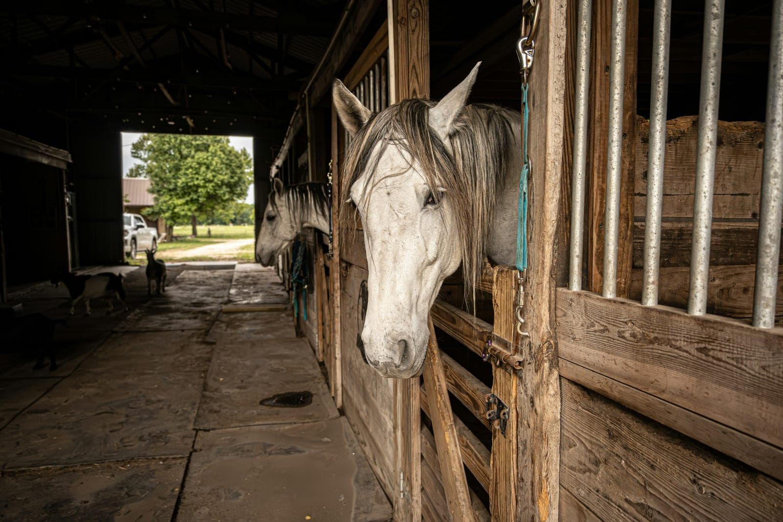 Stable Barn